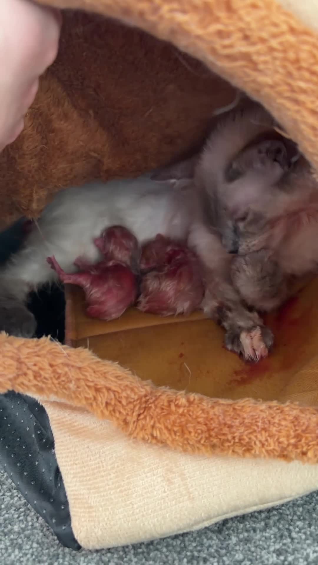 Ragdoll cats for sale: Blue point Ragdoll Kittens in Colchester - Video 1