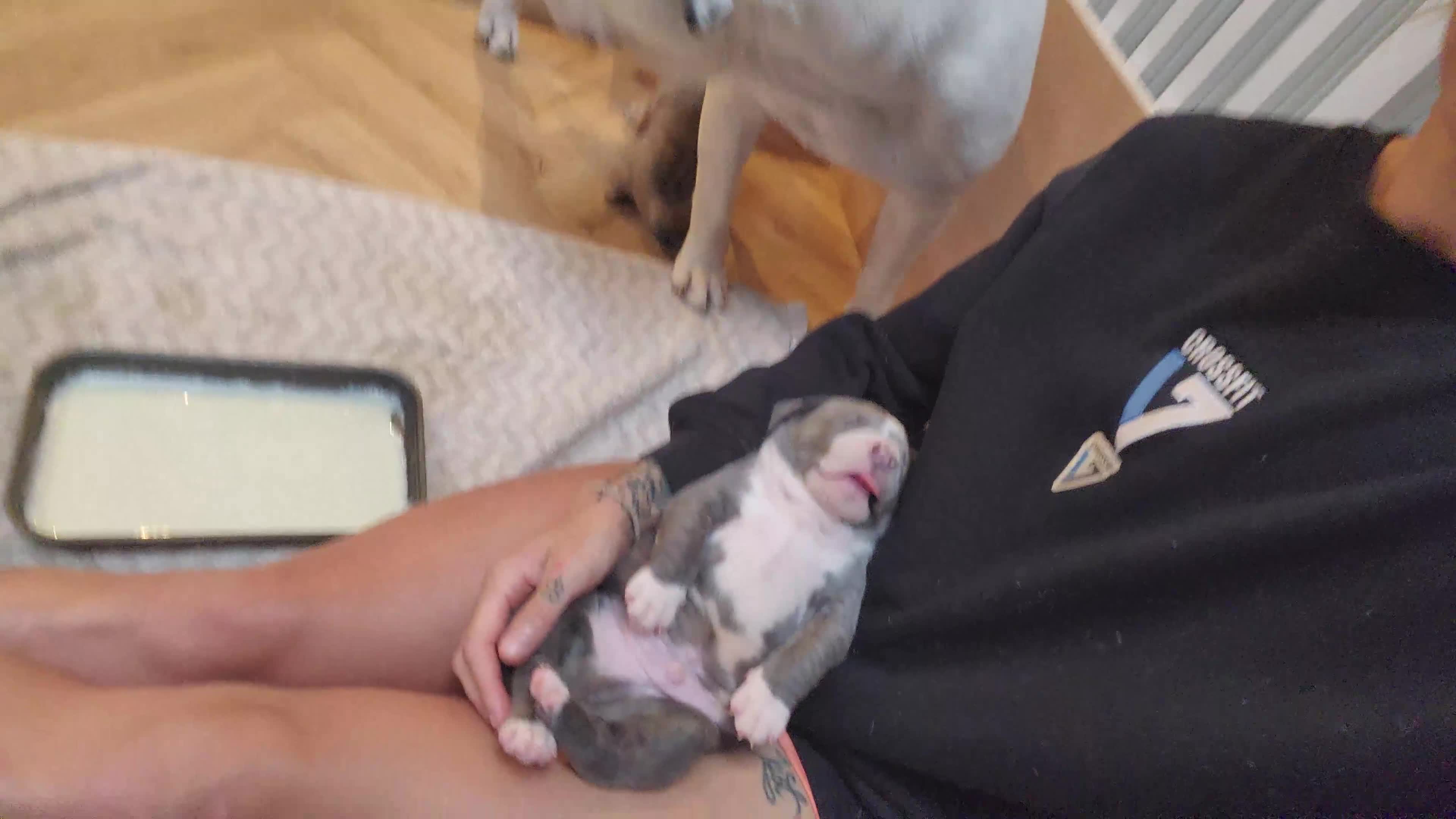 American Bull Staffy dogs for sale: American Staffordshire Bull Terriers - Video 4