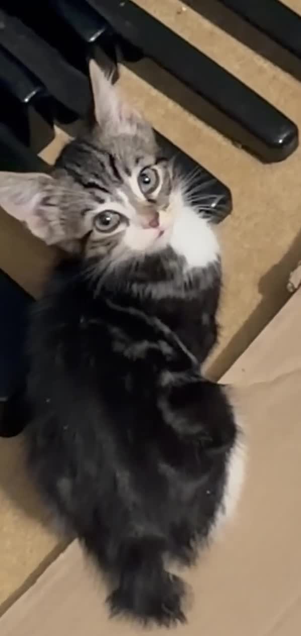 Domestic Shorthair cats for sale: Adorable Tabby Kittens for Sale - UK - Video 2