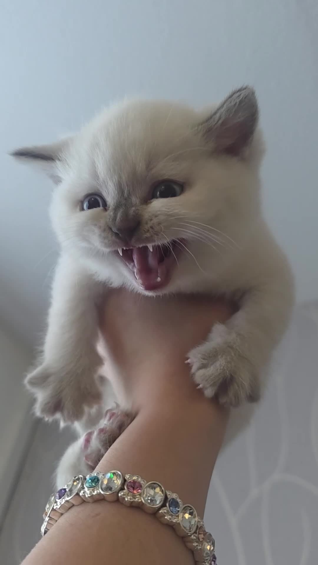 British Longhair cats for sale: British Longhair Blue Point Kitten for Sale in Gateshead - Video 1