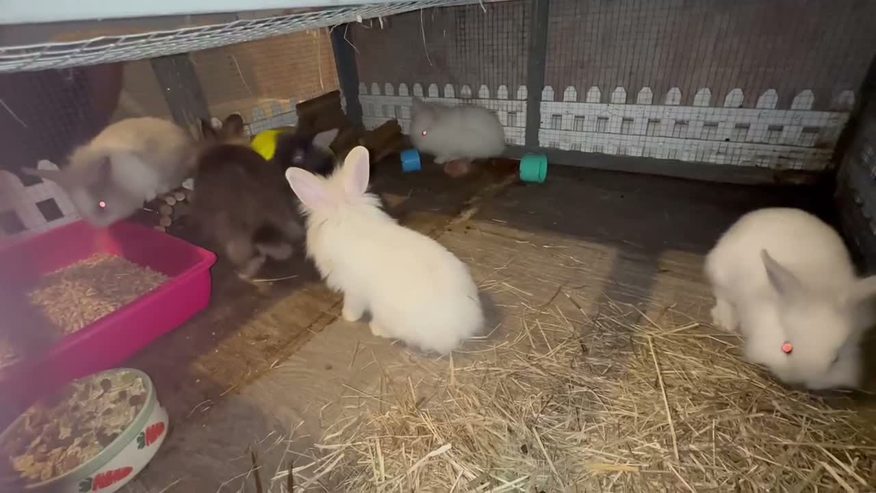 Lionhead rabbits for sale: Baby double mane Lionhead bunnies 🥰 - Video 1