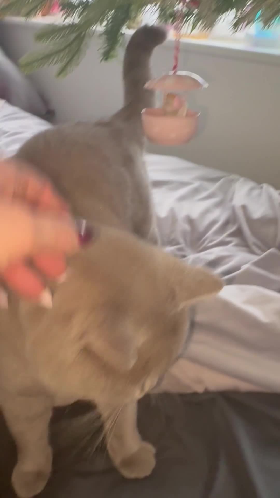 British Shorthair cats for stud: 🐻Gorgeous lilac Bsh stud 🐻 - Video 2