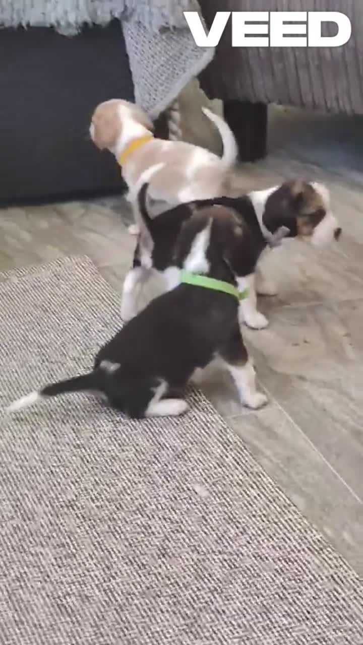 Beaglier dogs for sale: Beautiful Beaglier Bundles 🌸 - Video 2