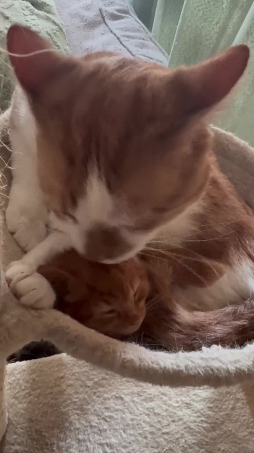 Mixed Breed cats for sale: kittens for sale - Video 1