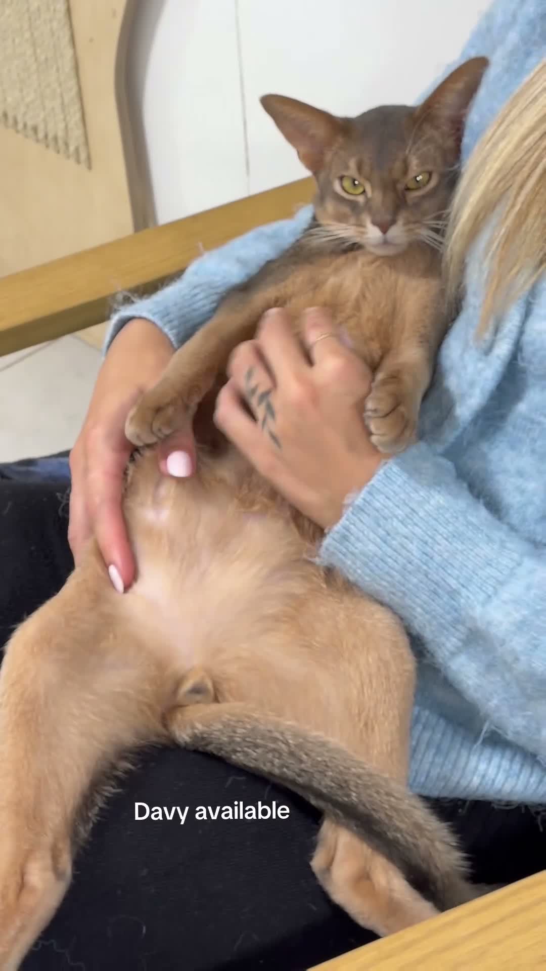 Abyssinian cats for sale:  Last boy 💙🏠 - Video 1