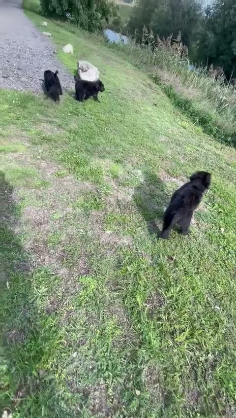 Mixed Breed dogs for sale: Shepadoodles extensively health tested parentage  - Video 2