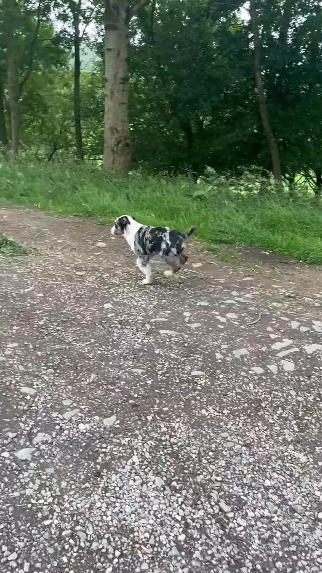 Border Collie dogs for sale: beautiful blue merle last boy left  - Video 3