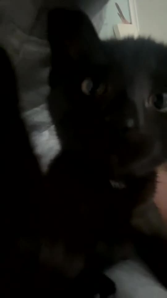 Domestic Shorthair cats for sale: 3 4 month old kittens available for pickup ASAP - Video 3