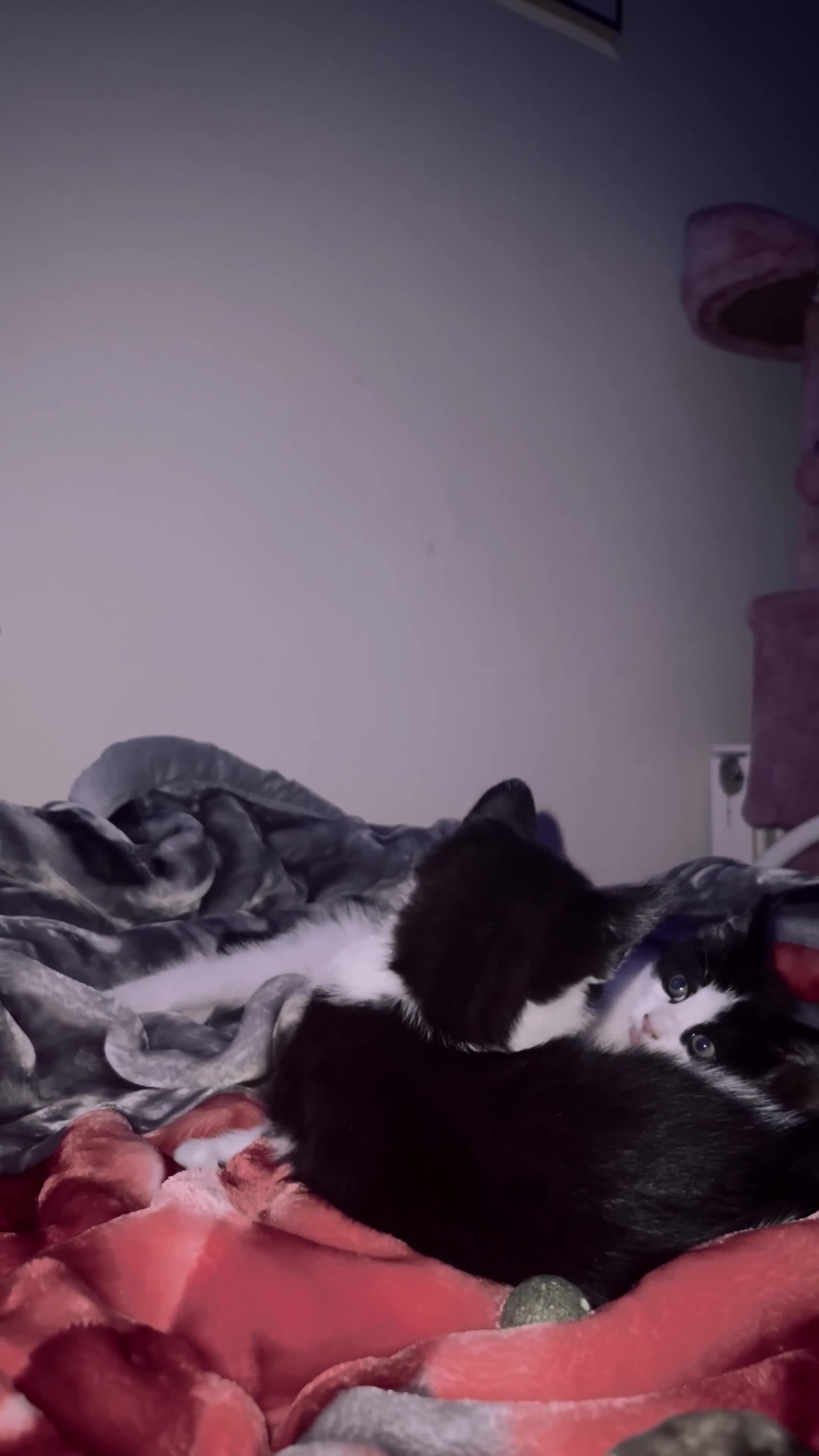 European cats for sale: 2 kittens - Video 1