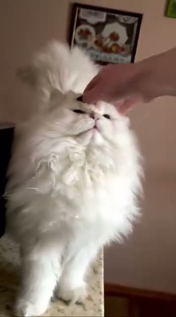 British Longhair cats for sale: WCF ns1133 British Longhair Boy  - Video 2