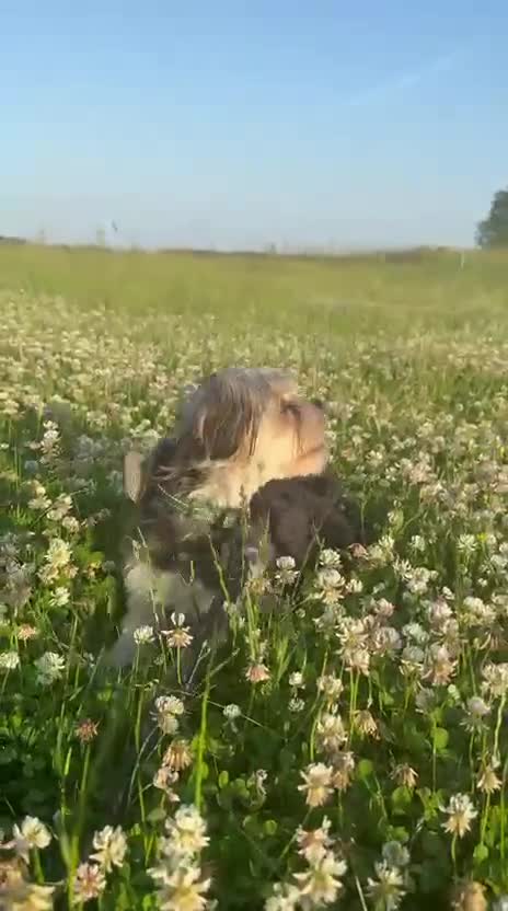 Morkie dogs for sale: Beautiful morkie boy available  - Video 2