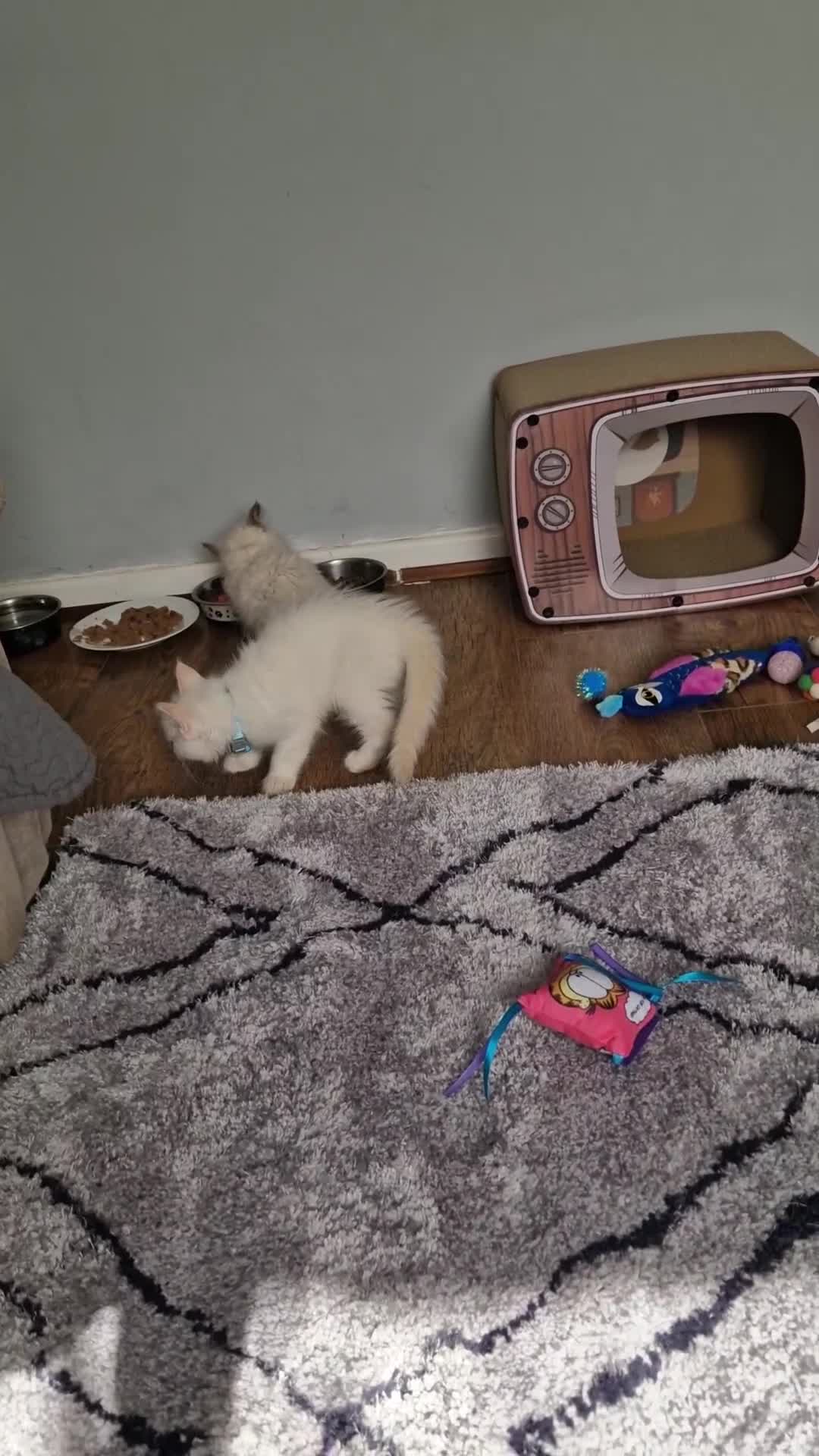 Ragdoll cats for sale: 4 Beautiful Ragdoll Kittens - Video 2