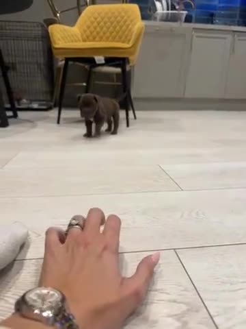 Olde English Bulldogge dogs for sale: Top quality olde English bulldogs - NEBBER REG - Video 1