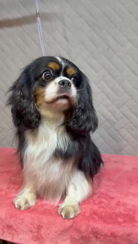 Cavalier King Charles Spaniel dogs for adoption: Dolce: The Dog They Left to Die in Silence - Video 1