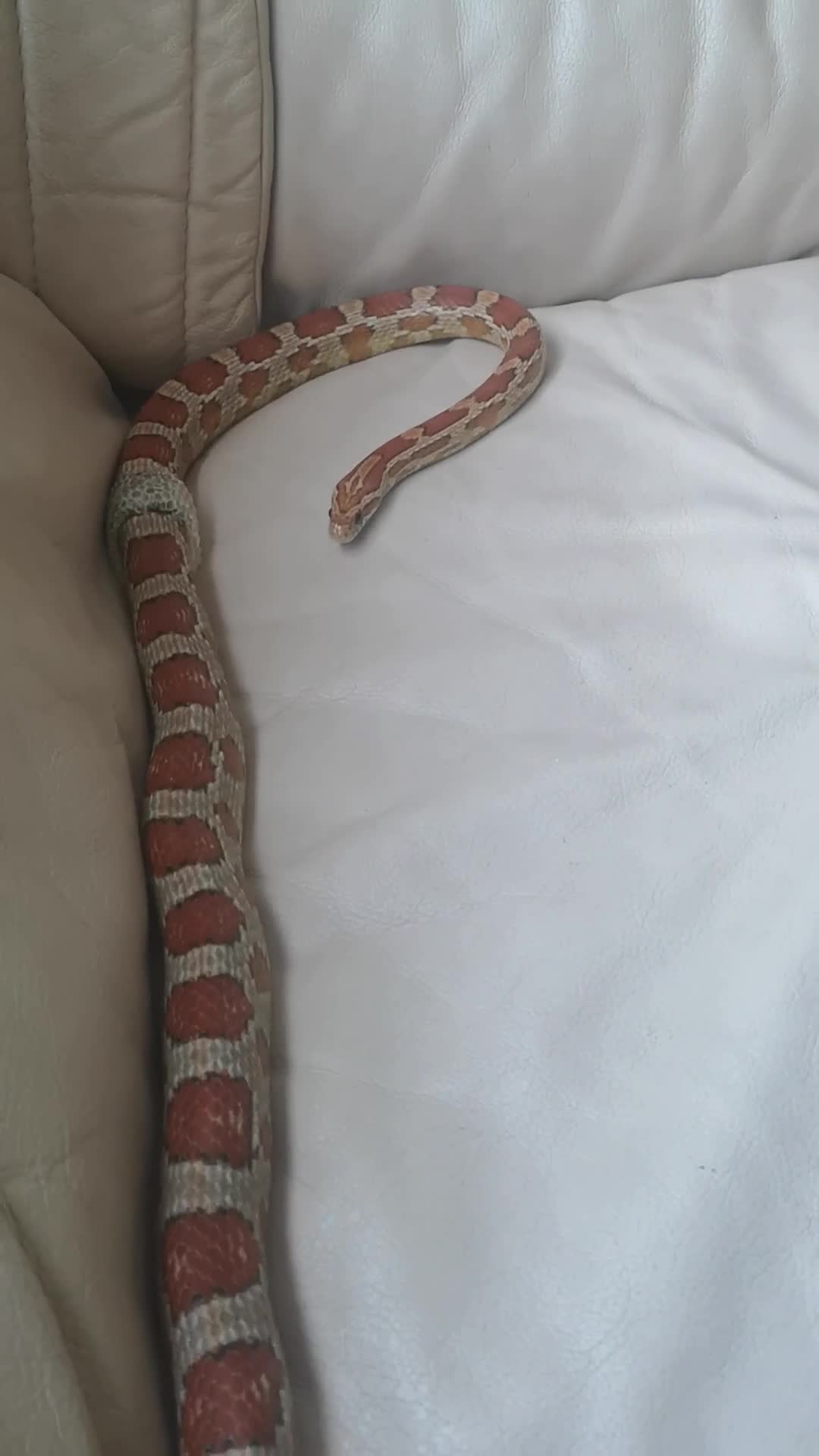 Corn Snake reptiles for sale: Corn snake with cabinet/terrarium - Video 2