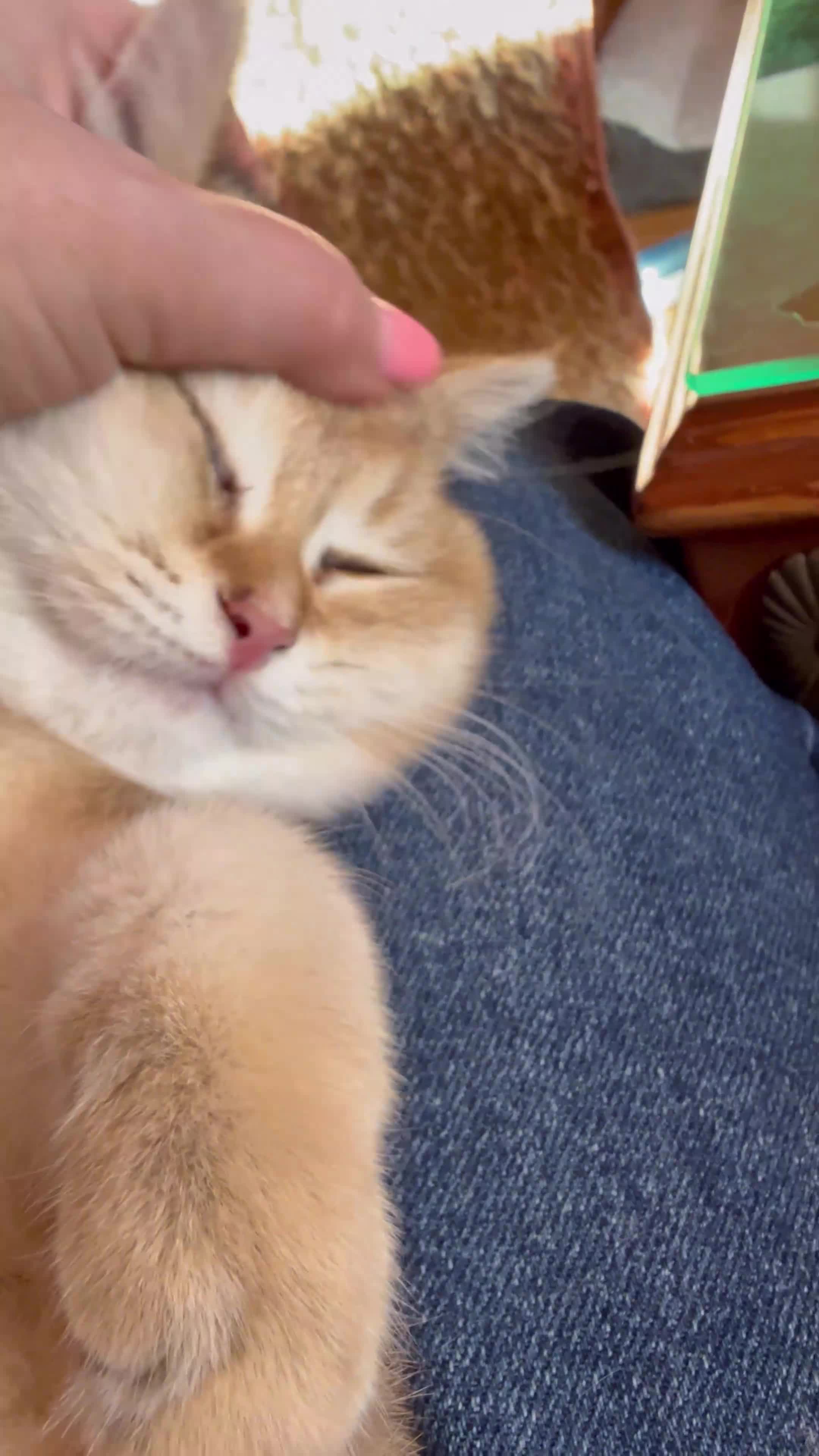 British Shorthair cats for sale: Ready now golden BSH - Video 2