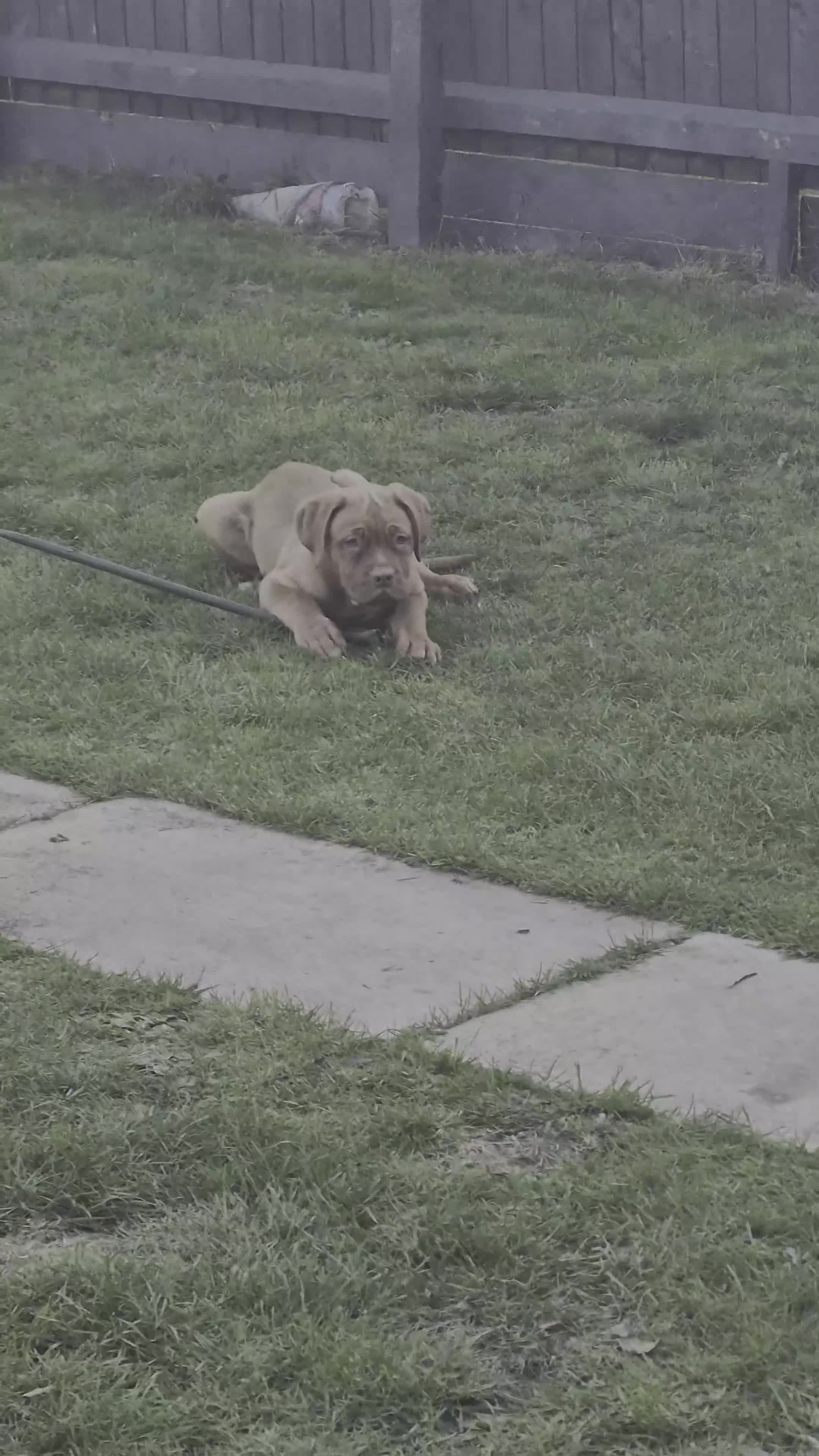 Dogue De Bordeaux dogs for sale: Dogue de bordeux  puppies  - Video 2