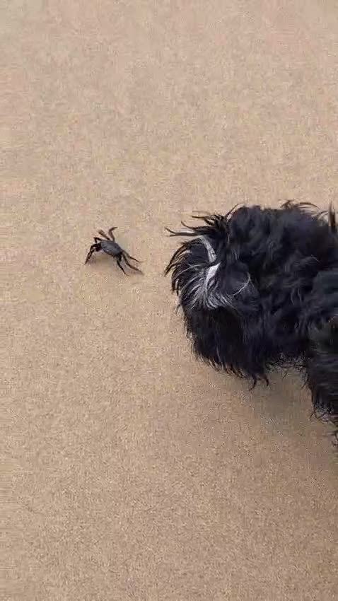 Miniature Dachshund dogs for adoption: Digby Dachshund Maltese Cross, aged 2 - Video 2