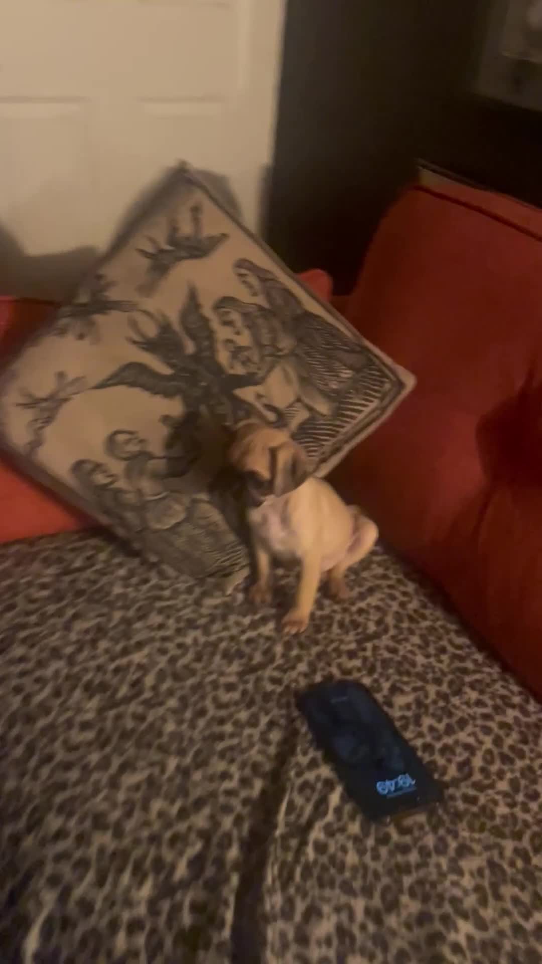 Pug dogs for sale: Beautiful tiny pug x pugalier puppy - Video 1