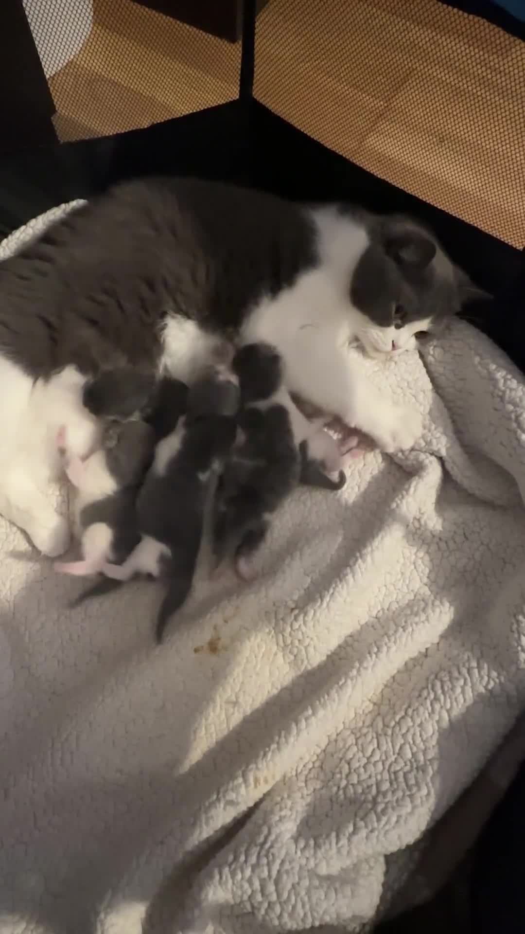 British Shorthair cats for sale: 4 Bicolour British Shorthair boys looking new home - Video 2