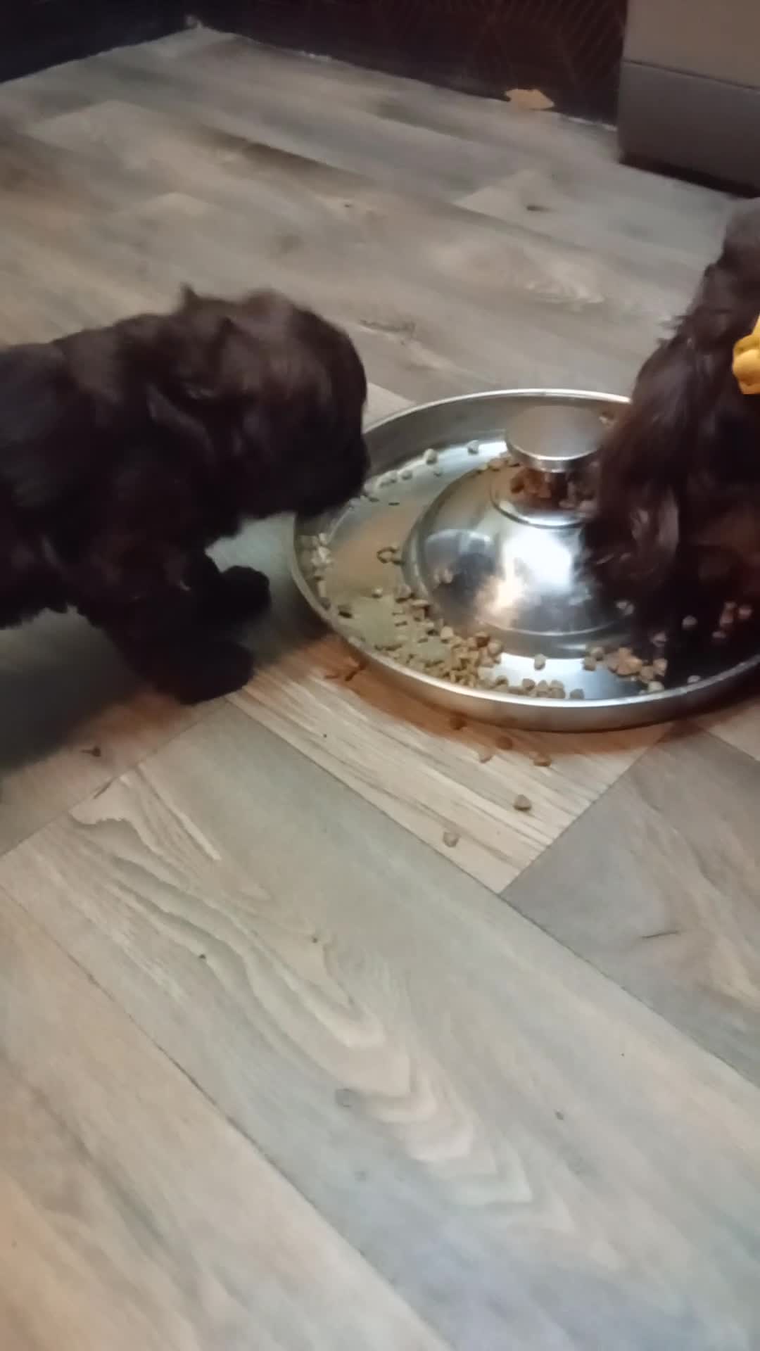 Cavapoo dogs for sale: LITTLE GIRL READY FOR NEW HOME NOW - Video 1