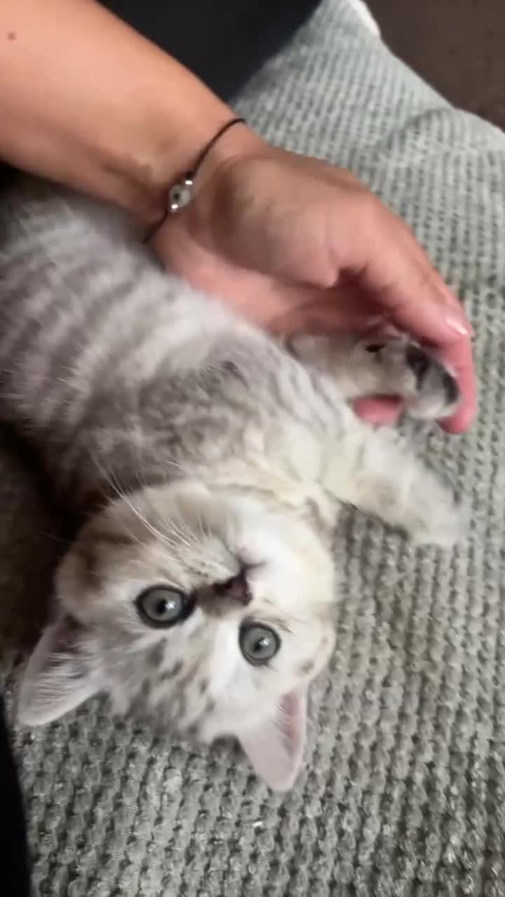 British Shorthair cats for sale: British Shorthair Tabby Female-Champion Heritage🐾 - Video 3