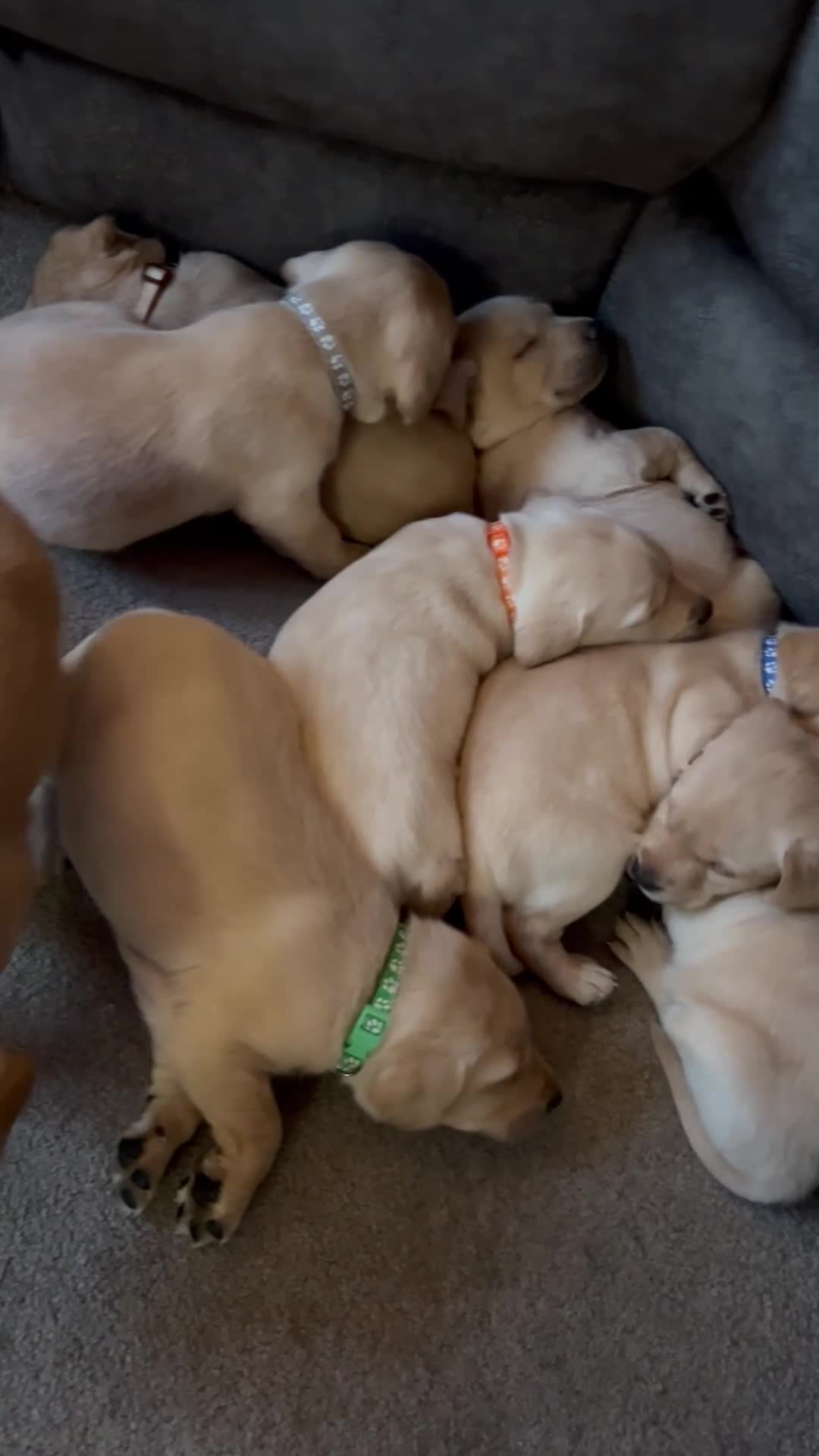 Labrador Retriever dogs for sale: 8 Beautiful Golden Labrador Puppies  - Video 1