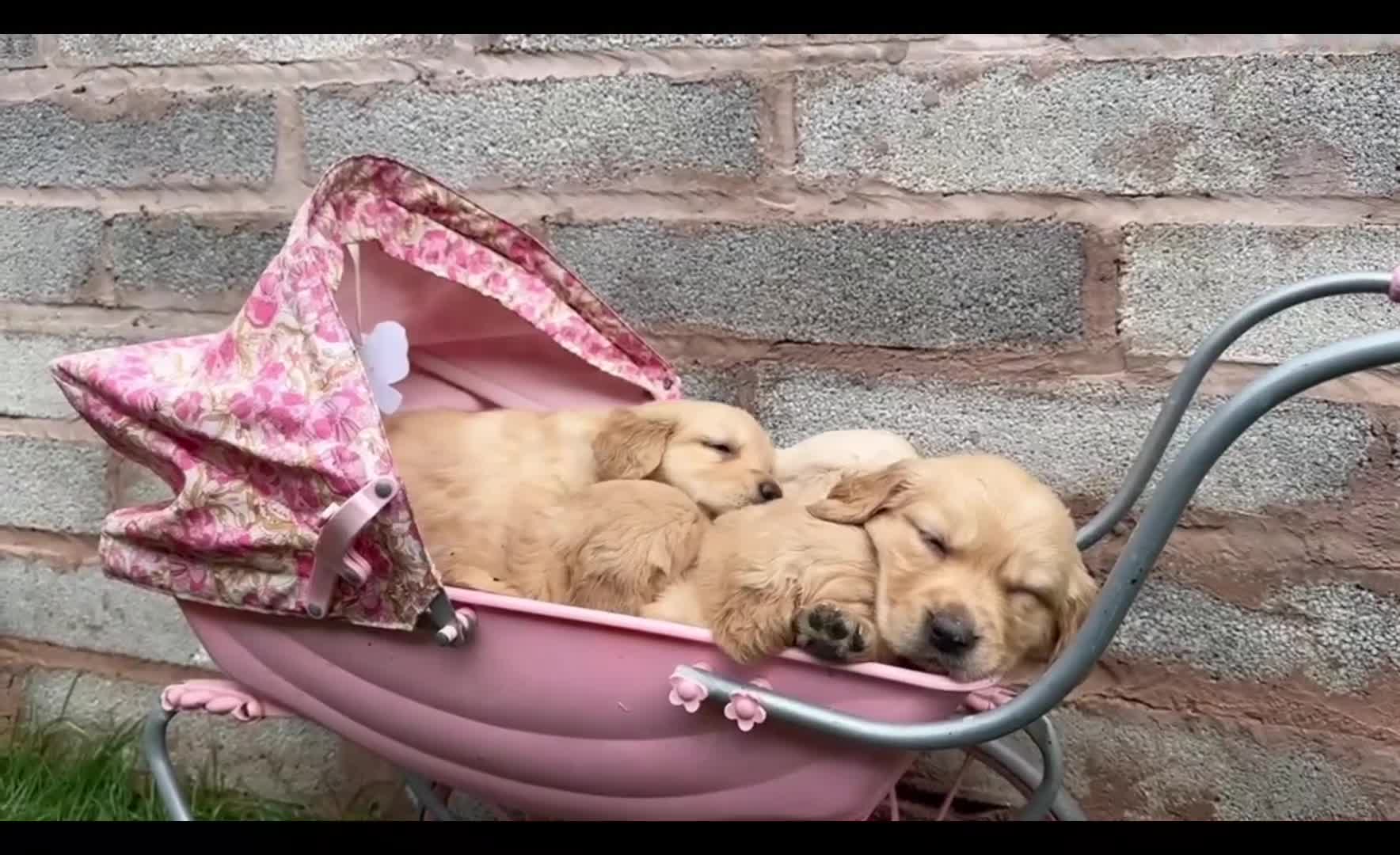 Golden Retriever dogs for sale: PEDIGREE HEALTH TESTED GOLDEN RETRIVER PUPPIES KC - Video 2