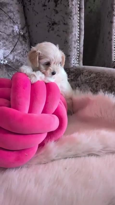 Maltipoo dogs for sale: Maltipoo puppies  - Video 1