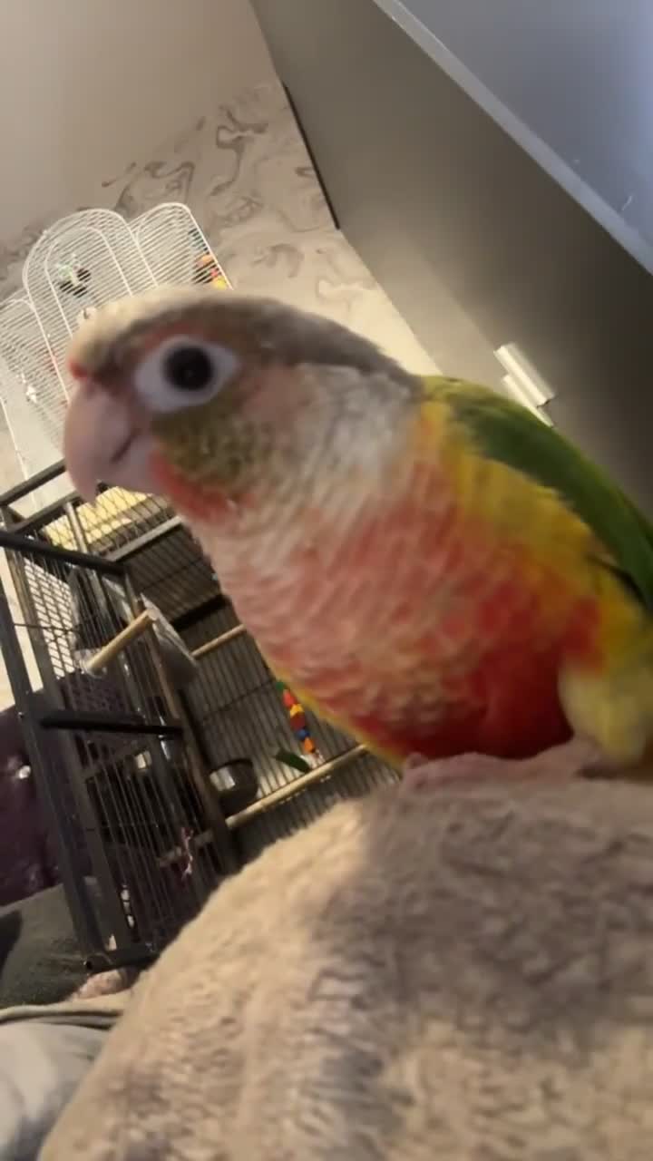 Conures birds for sale: Hand tame pineapple conure - Video 4