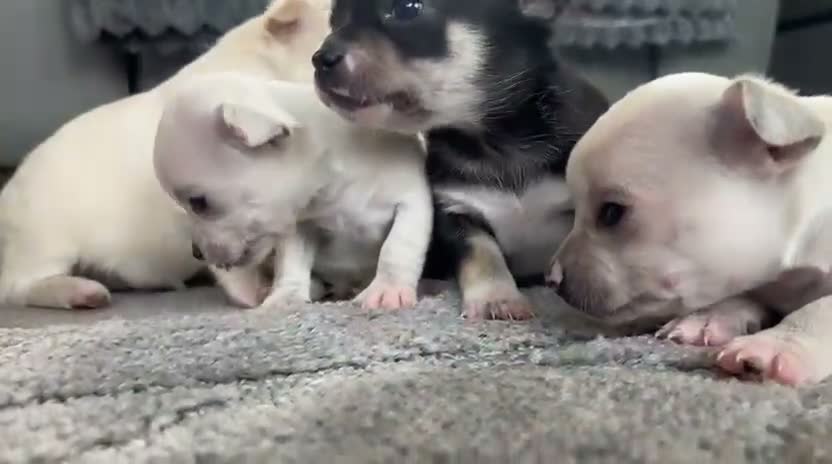 Chihuahua dogs for sale: 🐾Adorable chihuahua puppys ready!! - Video 1