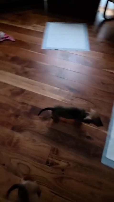 Dachshund dogs for sale: 2 Adorable Clever Little Boys. in Edinburgh - Video 2