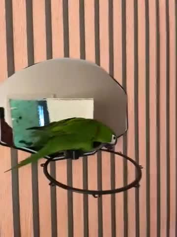 Macaws birds for sale: Muffin in Coulsdon - Video 2
