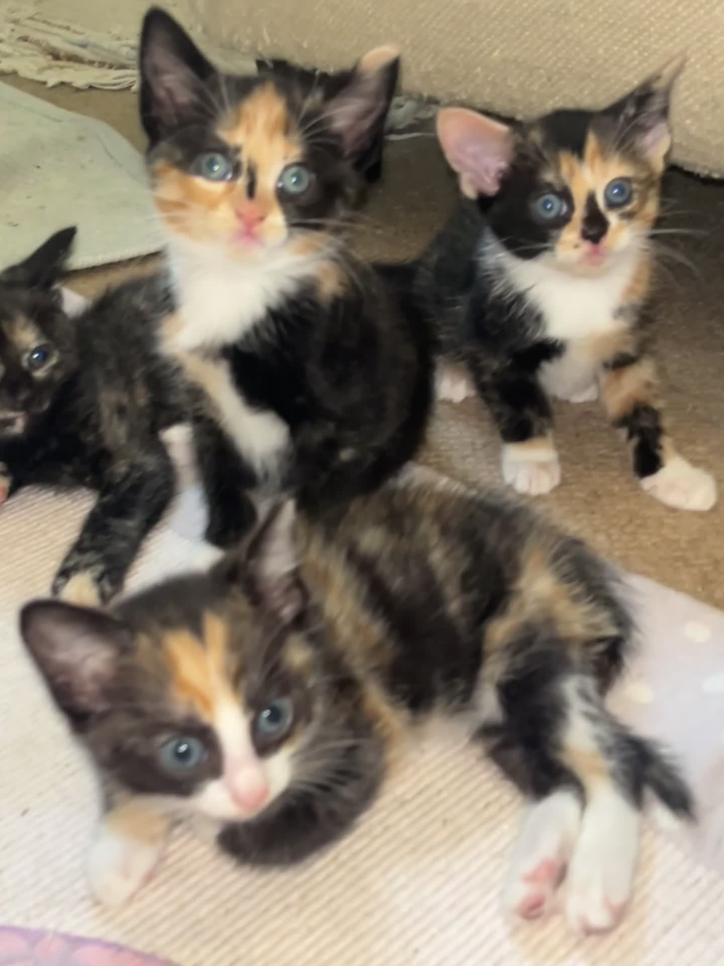Mixed Breed cats for sale: Beautiful kittens ready for new loving homes  - Video 4