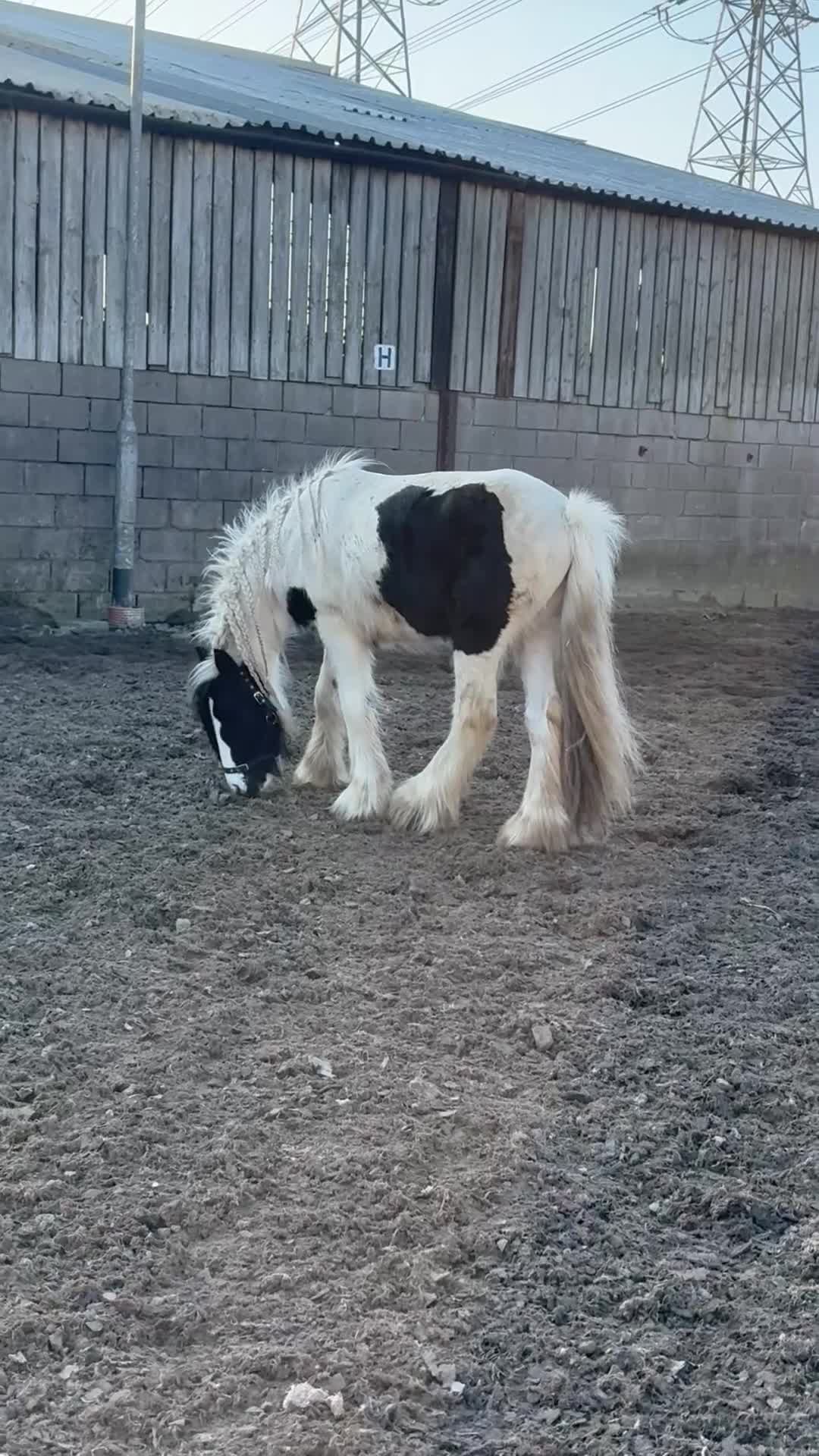 Irish Cob horses for sale: Captain - Video 1
