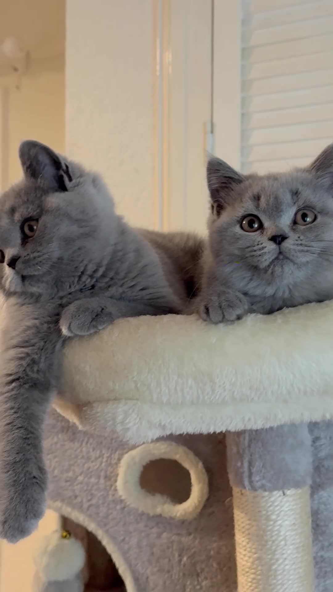 British Shorthair cats for sale: GCCF Active Registered Britsh Shorthair - Video 2