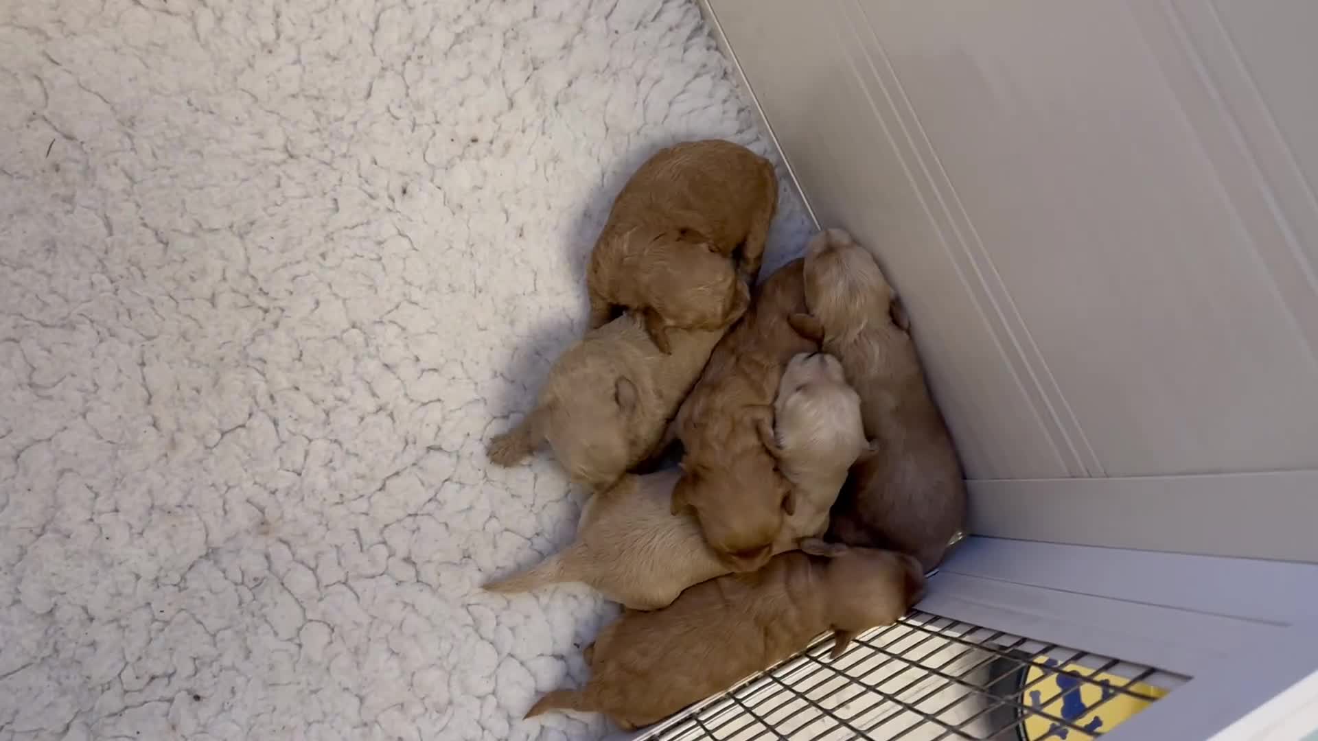 Cavapoo dogs for sale: Beautiful Cavapoo puppies from DNA tested lines  - Video 3