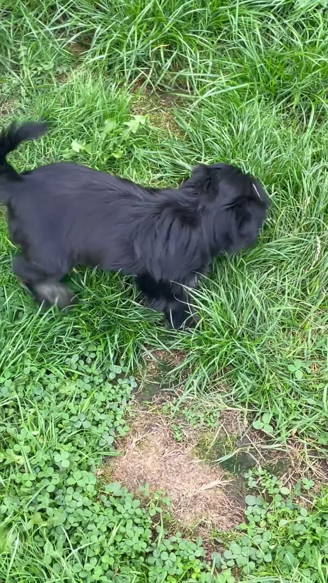 Yorkshire Terrier dogs for sale: Gorgeous Yorkshire Terrier Biewer Puppies - Video 1