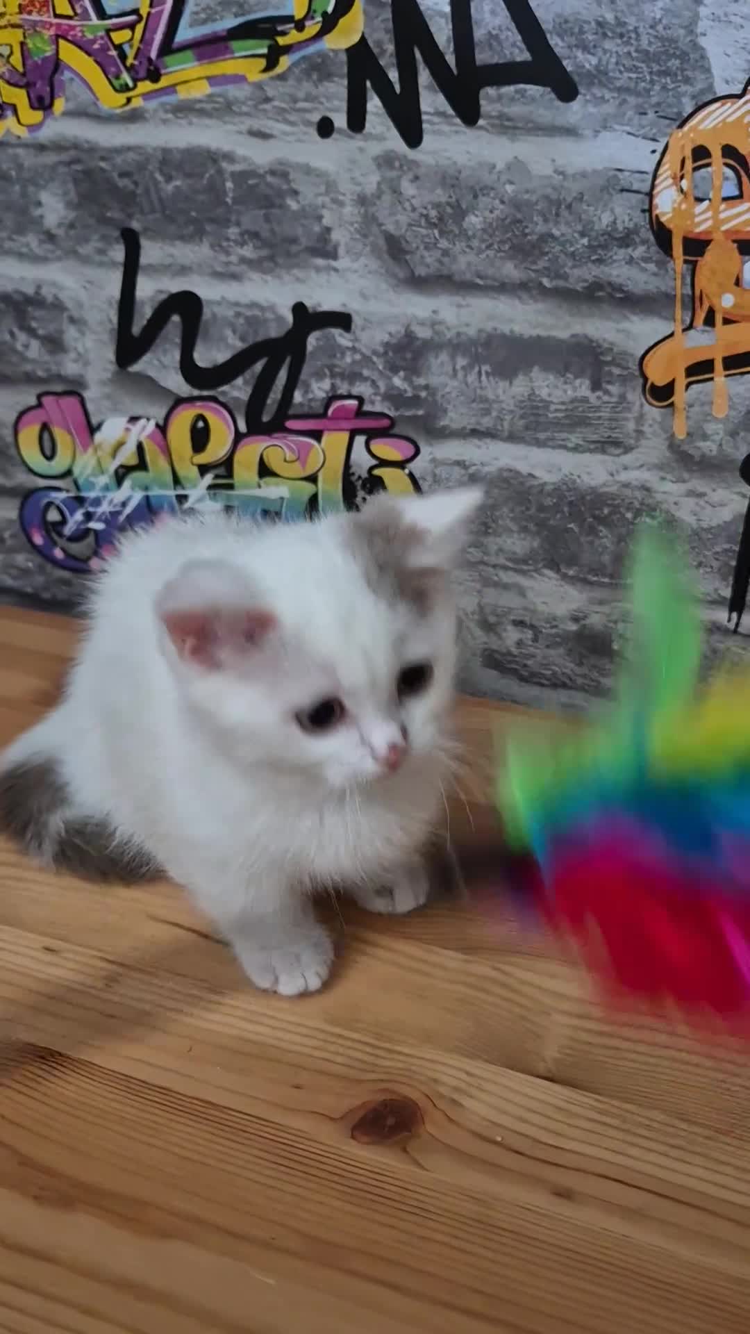 Munchkin cats for sale: Munchkin kittens ready for reservations or collect - Video 4