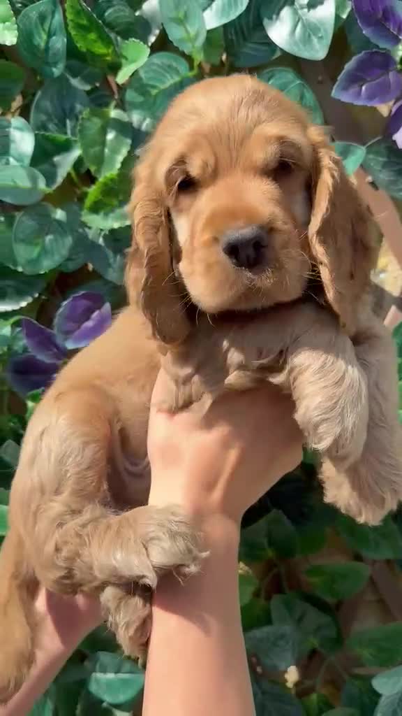 Cocker Spaniel dogs for sale: SUPERB SHOW TYPE COCKER SPANIEL PUPPIES  - Video 2
