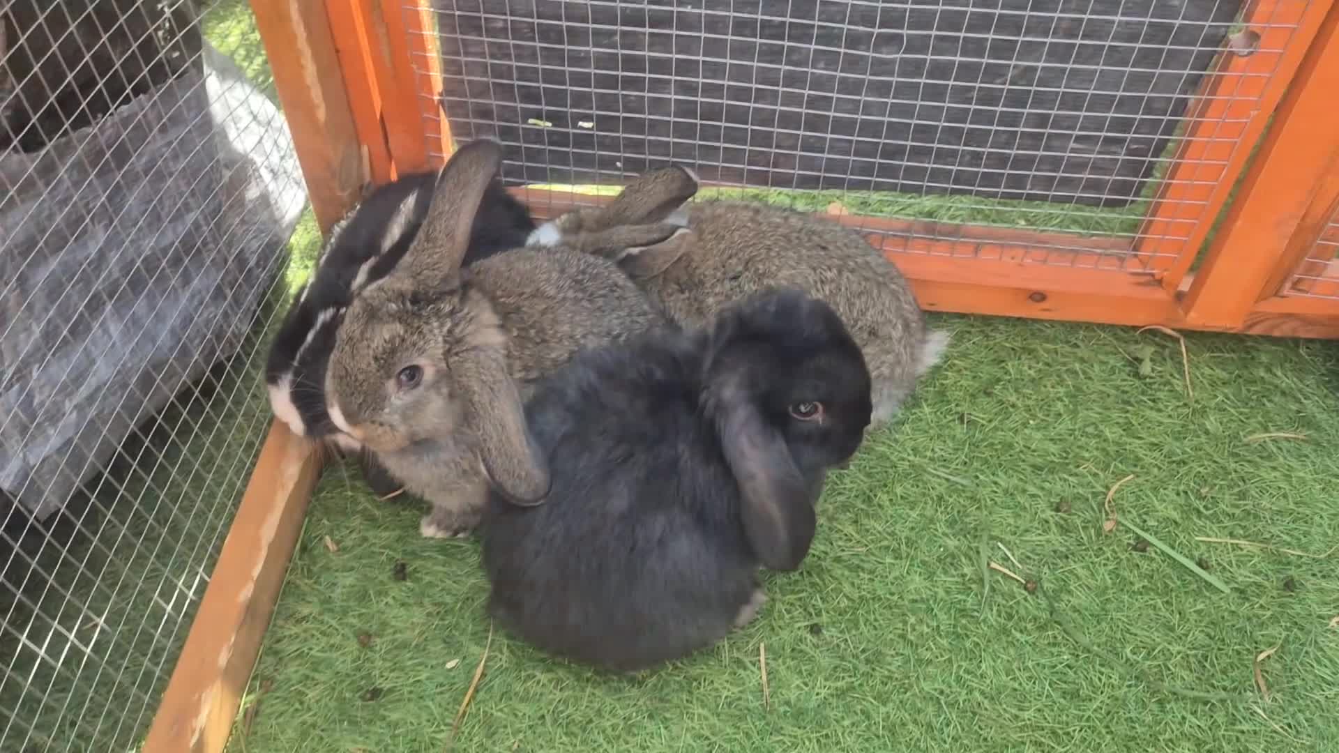 Mixed Breed rabbits for sale: Mix bunnies  - Video 1