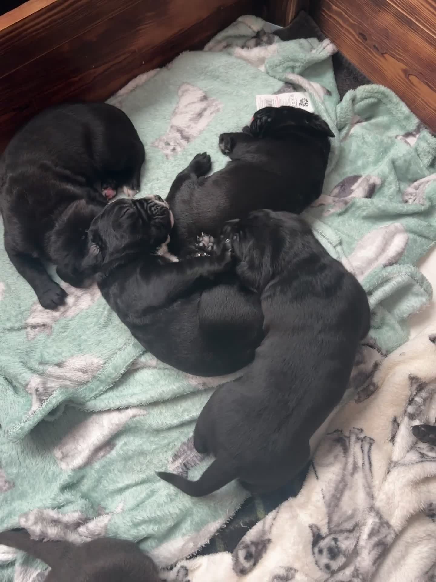 Cane Corso dogs for sale: 🐾Cane Corso Pups ready for Their Forever Homes!🐾 - Video 2