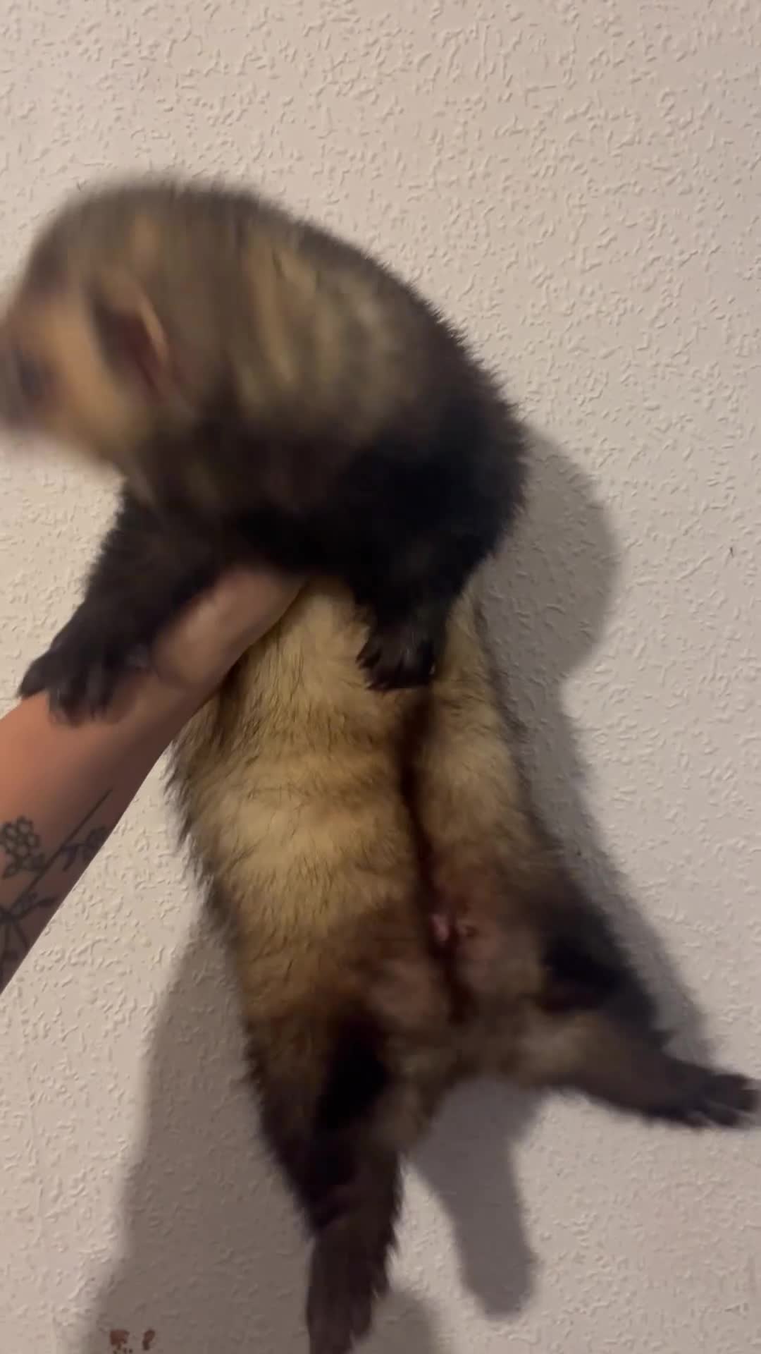 Ferret rodents for sale:  hob  - Video 1