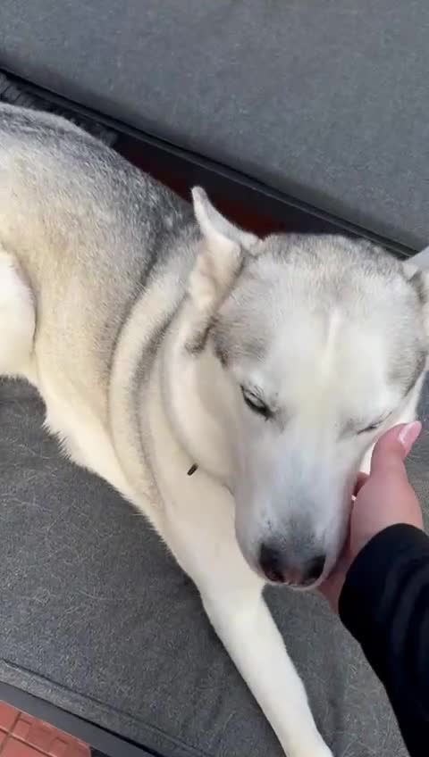 Siberian Husky dogs for sale: Sky Perah  in London - Video 1