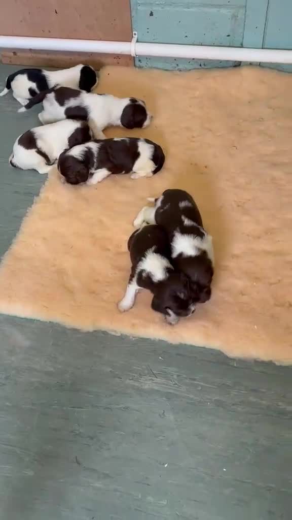 English Springer Spaniel dogs for sale: *5 star licenced breeder* - Springer Spaniel Pups in Braintree - Video 1