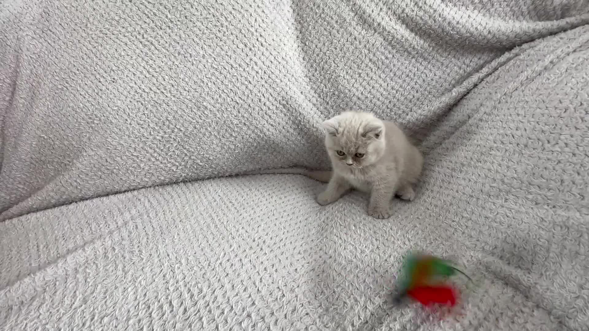 British Shorthair cats for sale: Pedigree BSH kittens  - Video 2