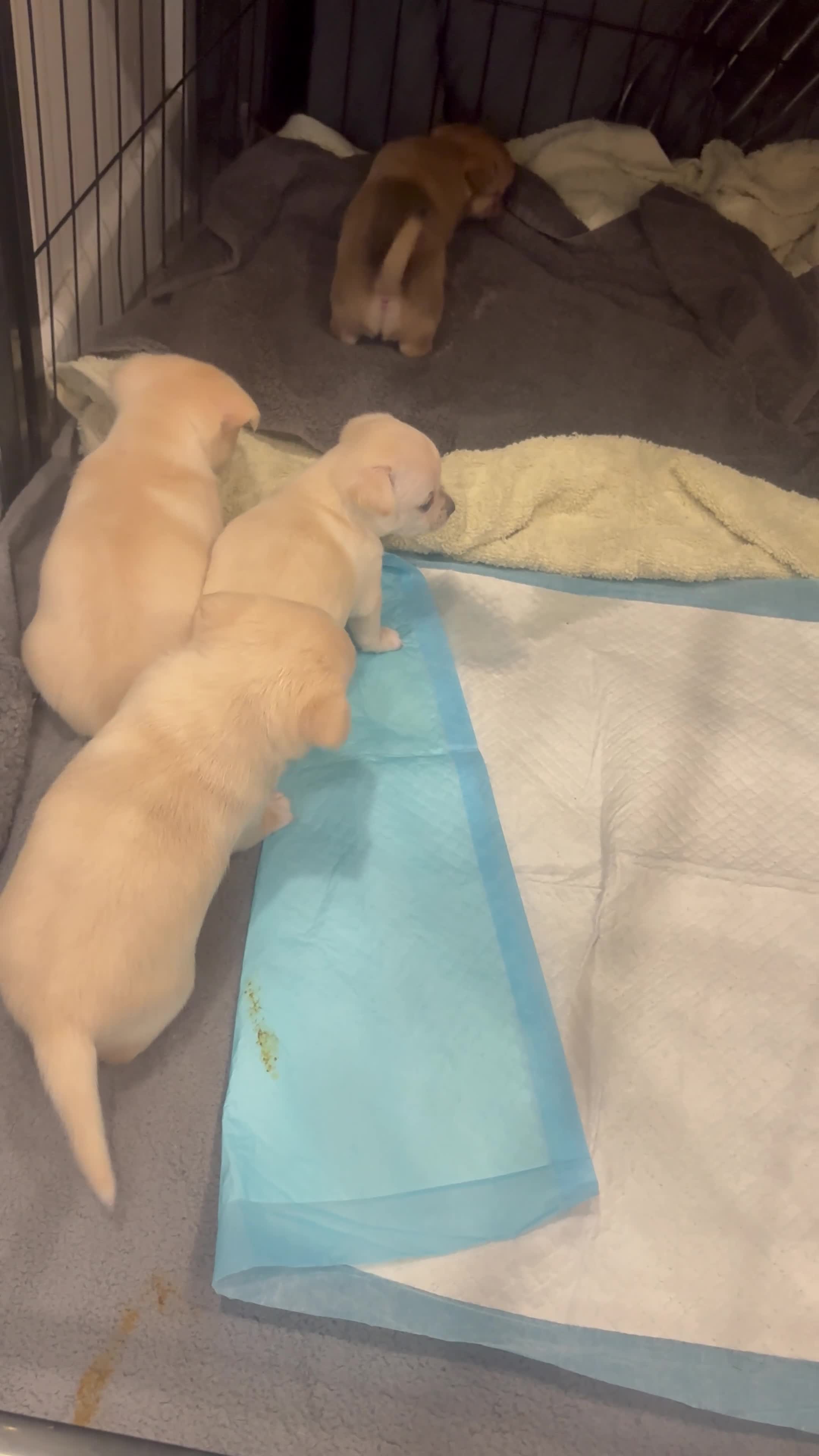 Chihuahua dogs for sale: Chihuahua puppies  - Video 1