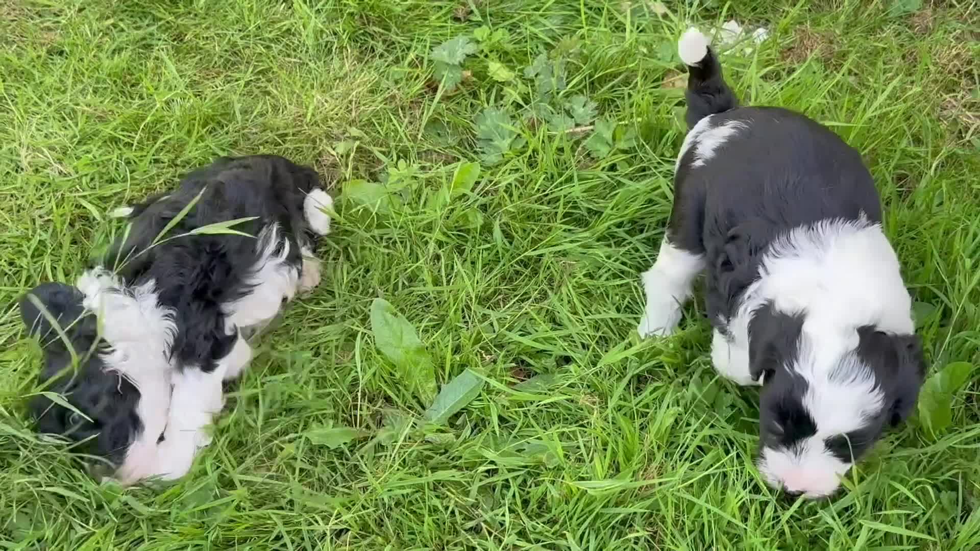 Mixed Breed dogs for sale: Fab❤️ Tibetan terrier X Miniature poodle puppies❤️ - Video 2