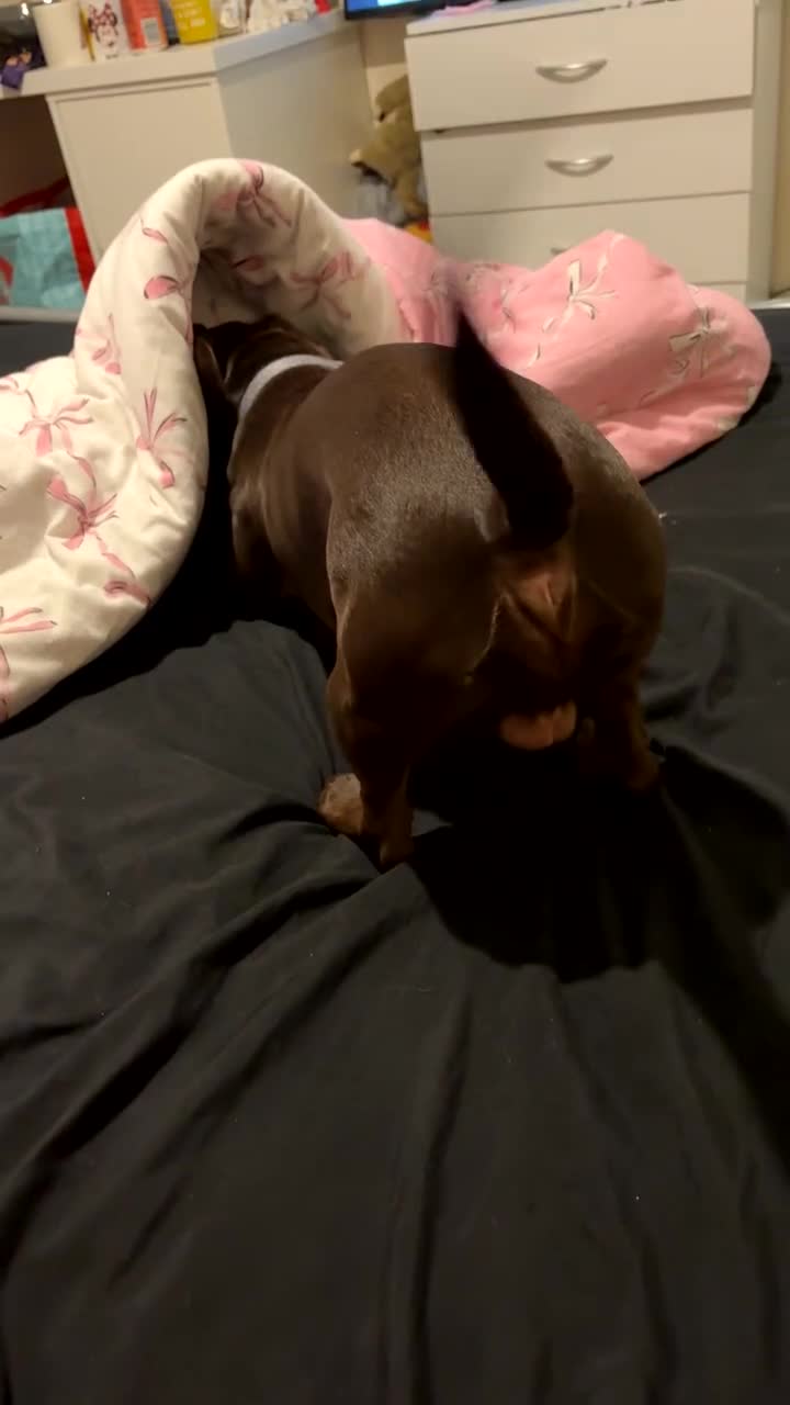 Mixed Breed dogs for sale: Dachshund cross named Hudson  - Video 1