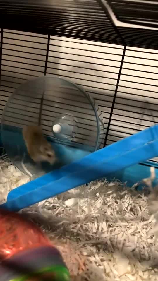 Hamster rodents for sale: Russian dwarf Hamster  in Gloucester - Video 2